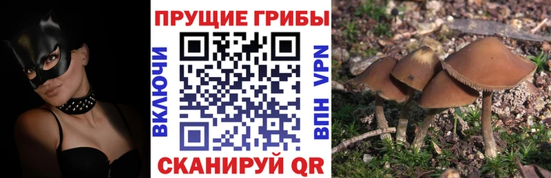 Псилоцибиновые грибы мицелий kraken зеркало Донской